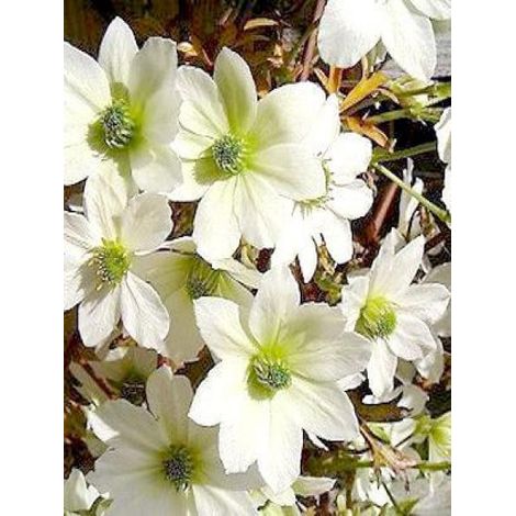 Clématite 'Early Sensation' Pot de 2L/3L (1/2)