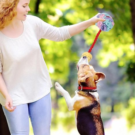Jouet à mâcher couineur pour chiens, peluche colorée, interactive et portable pour animaux de compagnie (1/5)