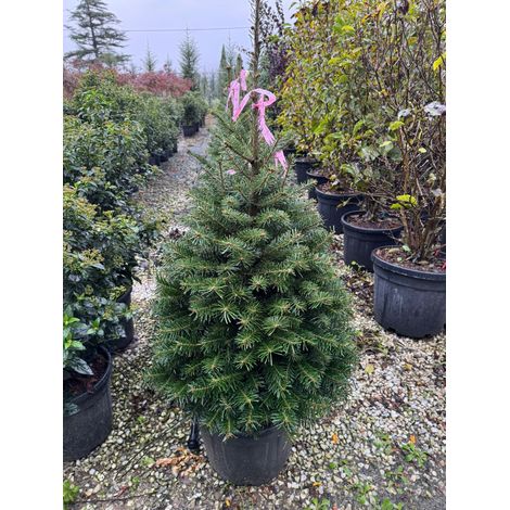 Abete Normandiano - (Abies nordmanniana) foto reali H 100cm