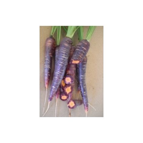 Carotte Purple Haze Hyb F1 - 0,5g