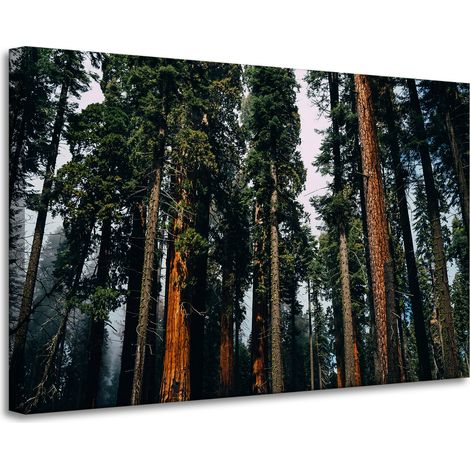 Lienzo impreso Naturaleza Bosque Coníferas 90x60