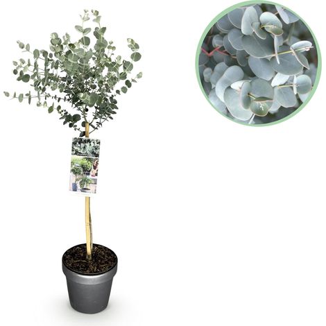 Eucalyptus gunnii Azura - Plante sur Tige Persistante et Rustique - Pot 19 cm - 70-90 cm - PANGIVO