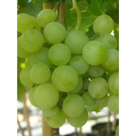 Vigne 'Fanny®' Pot de 12L/15L (1/2)