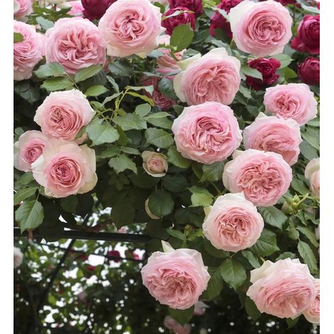 Gardenaria Rosa 'Giardina' - Rosa da giardino - Altezza: 180 cm (vaso 20) (1/5)