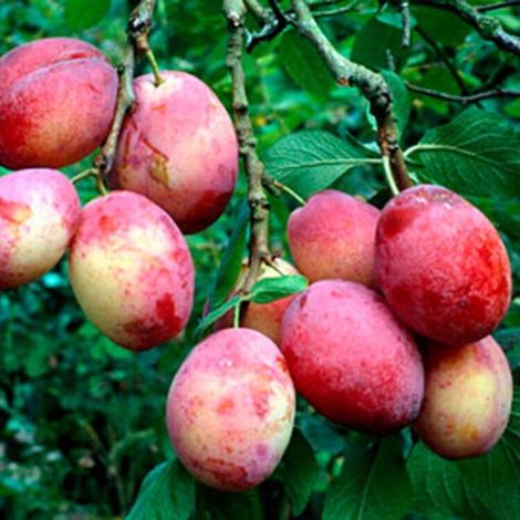 Prunier Victoria 120cm Pot 5L - Prunus domestica (1/5)