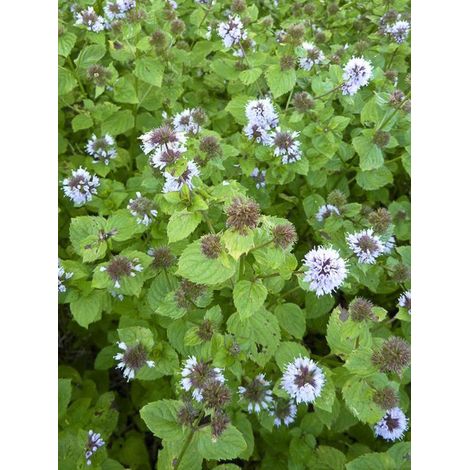 Menthe 'Bergamote' Godet de 8/9 cm (1/2)