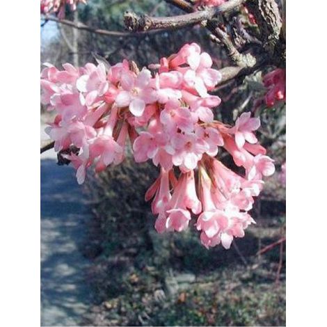 Viorne farreri Pot de 2L/3L (1/3)