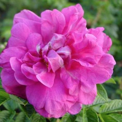 ROSA 'HANSA' - Églantier en pot
