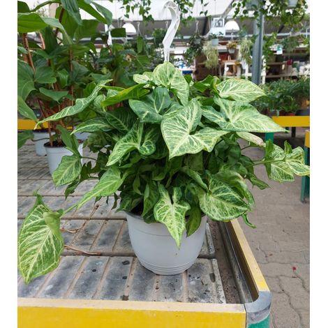 Syngonium Basket