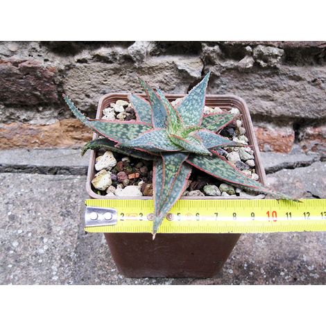 Aloe christmas carol 10 cm, cactus, pianta grassa