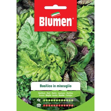 SEMI BASILICO IN MIX