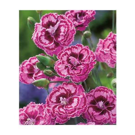 OEILLET MOULIN ROUGE PLANTE VIVACE - 3 GODETS