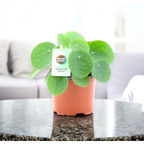 Gardenaria Pilea peperomioides - Pianta da interno ornamentale - Altezza: 40 cm (vaso 19) (1/4)