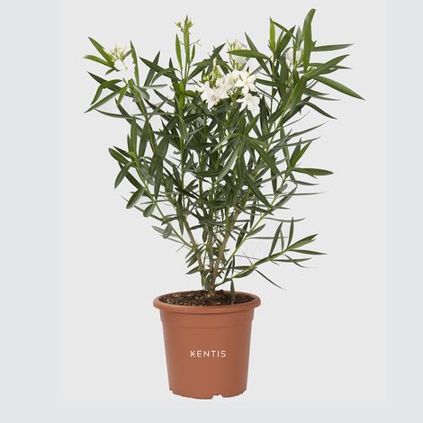 Nerium Oleander Bianco - Pianta Vera da Esterno - H 40-50 cm Vaso Ø 18 cm (1/3)