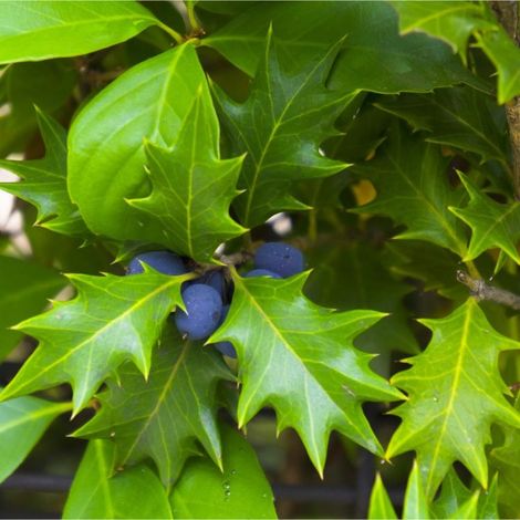 Osmanthe à feuilles de houx (Osmanthus heterophyllus)