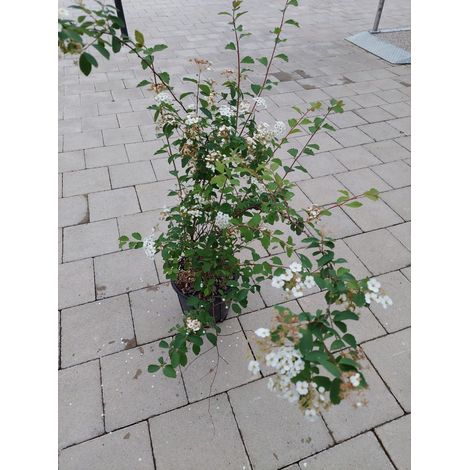 Spiraea (1/2)