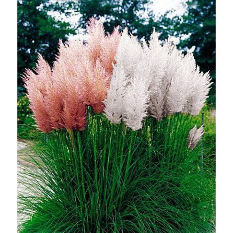 Pianta di Gynerium erba Pampa vaso 18 cm H 150cm CORTADERIA SELLOANA - Colore: Bianco (1/3)