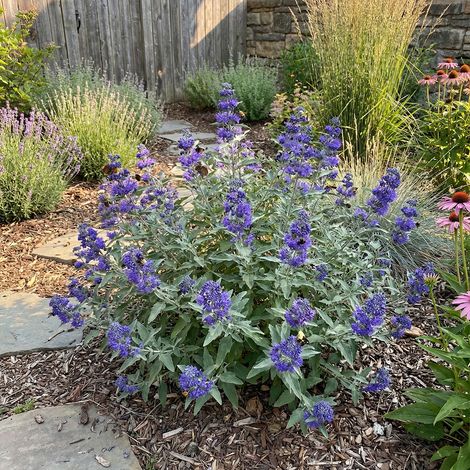 Bloomique - Lot de 2 - Caryopteris Clandonensis Dark Knight - Barbe-Bleue - Plantes jardin - Rustiques - Hauteur 30-50 cm - Pot 19 cm (1/5)