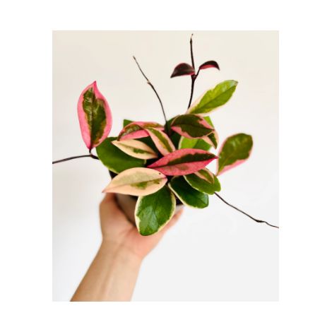 HOYA FLAMINGO DREAM FIORE DI CERA VASO 12 (1/3)