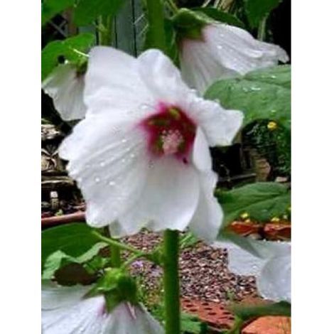 Mauve en arbre, Lavatère 'Blushing Bride' Godet de 8/9 cm (1/3)