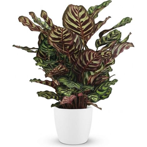 Calathea Makoyana Plante Paon d'Intérieur Purificatrice d'Air avec Pot Blanc 19 cm Hauteur 70 cm - PANGIVO (1/5)