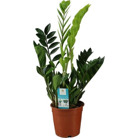 Zamioculcas Zamiifolia Plante Verte d’Intérieur Feuillage Brillant Pot 17 cm H 65 cm - PANGIVO (1/4)