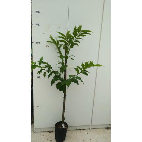 PIANTA DI CASTAGNO ALBERO altezza 140/160 cm anni DUE in vaso 20  (foto reali)