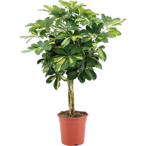 Schefflera Arboricola Gold Capella - Arbre Parapluie Plante d'Intérieur Dépolluante Ø19cm H75cm - PANGIVO (1/5)
