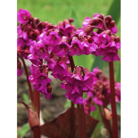 Bergénia 'Ouverture' Godet de 8/9 cm