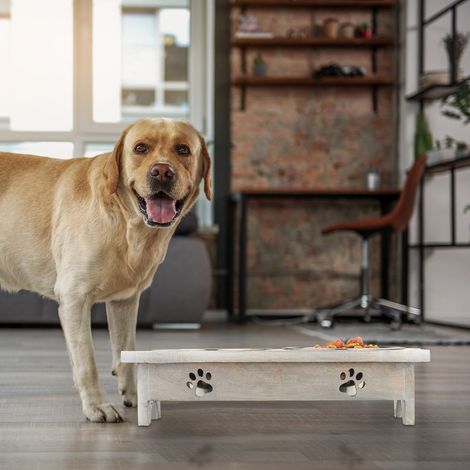 Mangiatoia rialzata per cani con supporto a forma di osso ciotole in acciaio inossidabile