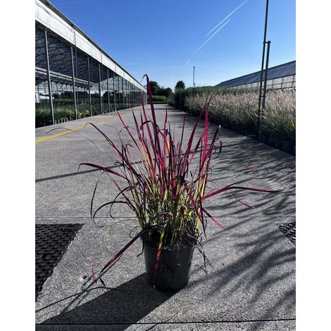 Gardenaria Imperata cylindrica 'Red Baron' - Graminacea ornamentale da esterno - Altezza: 40 cm (vaso 17) (1/2)