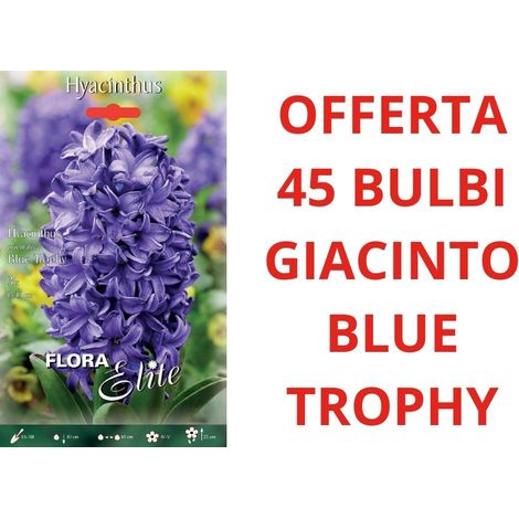 OFFERTA 45 BULBI DI GIACINTO BLUE TROPHY