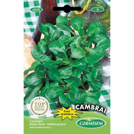 graines Mâche Verte Cambrai EC6030 Multicolore