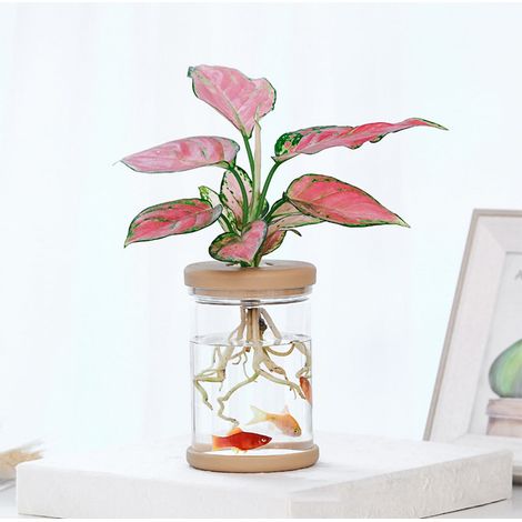 Pot Hydroponique Transparent - 11 x 8,5 x 8,5 cm - En Plastique Clair - Pour Plantes D’intérieur Et Poissons - 1 Pièce (1/5)