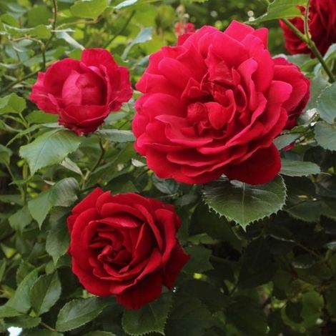 Rosier (Rosa) - Grimpant rouge - Plante grimpante - Vivace - Attire les abeilles et les papillons - Fleurs coupées - Parfumée - Bulbes d'été - Bulbes de printemps (1/3)