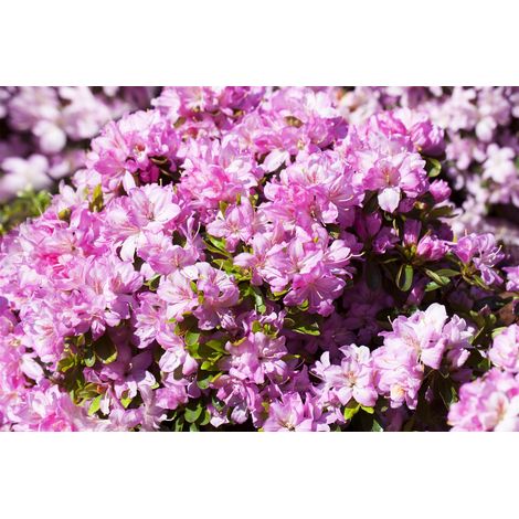 Japanische Azalee 'Negligé'® Rhododendron obt.'Negligé' -R- C 2 15- 20 (1/5)