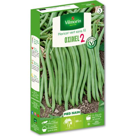 Haricot Nain Vert Oxinel 2 Vilmorin (1/2)