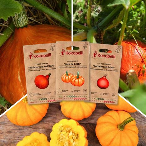 Courges à petits fruits - 3 sachets de graines bio à semer (1/2)