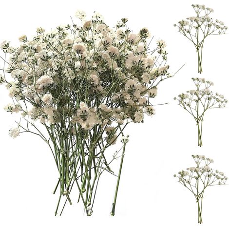 50 flores de gypsophila blancas secas y prensadas, ideales para manualidades y tarjetas de boda. (1/5)