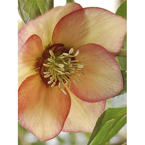 Hellébore orientale 'Apricot' Pot de 2L/3L (1/3)