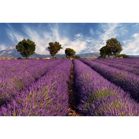 Papier peint panoramique floral bleu & violet | Tapisserie panoramique fleurs des champs | Papier peint panoramique champ de lavande idéal cuisine - 267 x 400 cm (4 pièces) (1/2)