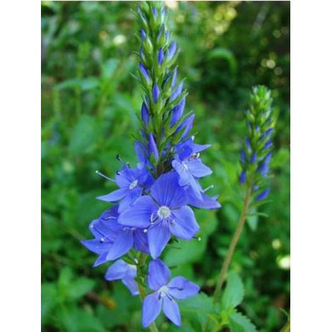 Véronique d'Autriche 'Royal Blue' Godet de 8/9 cm