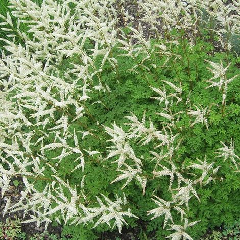 4 x Barbe-de-Bouc - Aruncus aethusifolius  - godet 9x9 cm