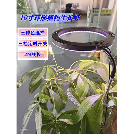 Lampe de croissance annulaire de 25 cm (10 pouces) à spectre complet rouge et bleu pour la croissance de légumes-feuilles, de jeunes plants et de plantes succulentes.-AquaForge (1/5)
