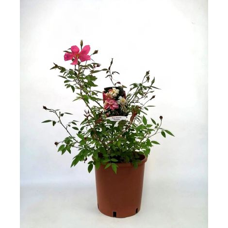 Gardenaria Rosa 'Chinensis Mutabilis' - Rosa da giardino - Altezza: 40/50 cm (vaso20) (1/3)