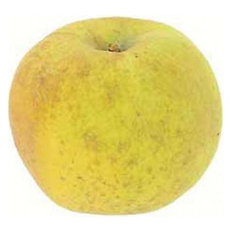 Pommier 'Reinette Blanche du Canada' Pot de 7,5L/10L, Gobelet (1/3)