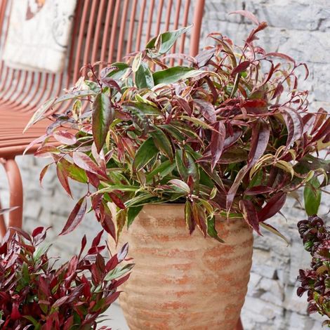 Leucothoe White Wather®, Fleur de perle/Pot de 3L - 40/60 cm (1/4)
