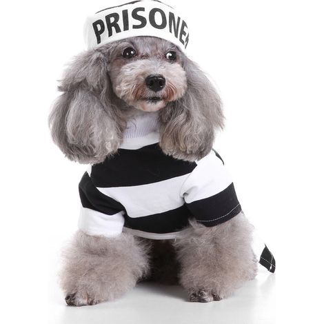 1 robe pour chien, motif rayures noires et blanches, costume festif Noël Halloween, vêtement animal doux et léger (1/5)