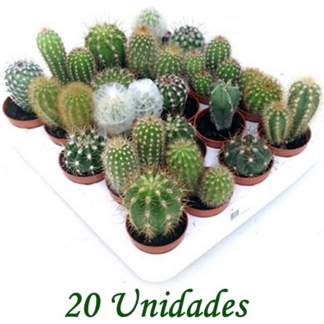Pack de 20 Cactus y Crasas en Maceta M5