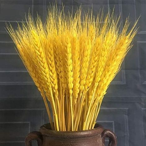 Épis De Blé Séché - 100 Pièces - Longueur 40 cm - Décoration Rustique Pour Bouquets Centre De Table Couronnes DIY (1/5)